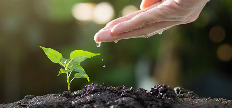 Derecho Ambiental y Sostenibilidad: Protección y Futuro Verde